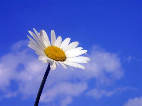 White Daisy Wallpaper - WallpaperSafari