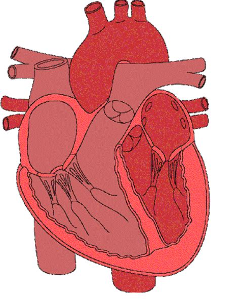 Unlabelled Diagram Of The Heart - Cliparts.co