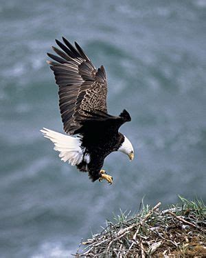 Sea eagle Facts for Kids