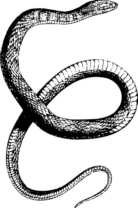Free Snake Art Png, Download Free Snake Art Png png images, Free ClipArts on Clipart Library