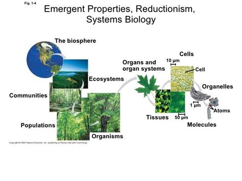 Biology - Themes of biology 1011