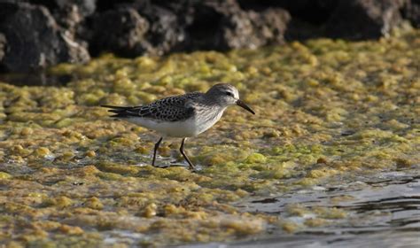 La Palma Birds: White-rumped Sandpiper, 1