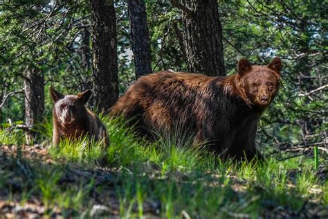 Black Bear - Mother and baby Photograph by Marilyn Burton | Fine Art America