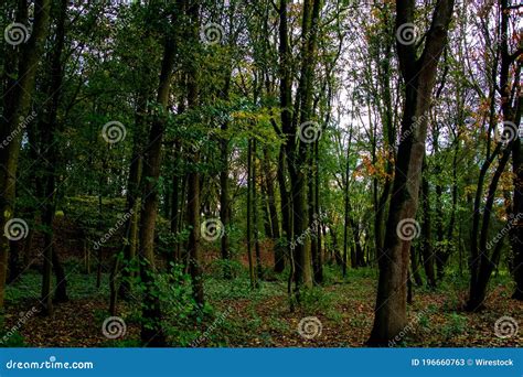 Bright Green Forest with Tall Thin Trees Stock Image - Image of ...