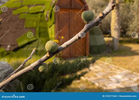 Remnants of the Fig Tree Harvest Stock Photo - Image of green, spring: 270377344