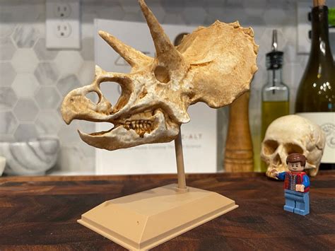 Triceratops Skull Replica 3D Print Dinosaur Skull Skull - Etsy