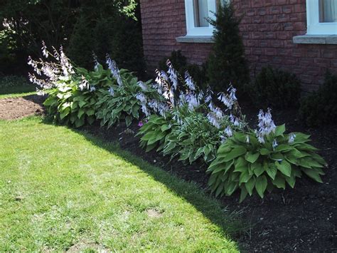 Front Yard Hosta Garden Design Ideas – HomeDecorish