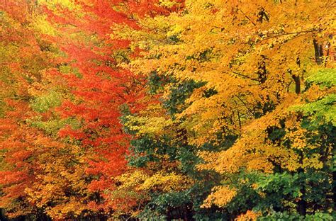 New England Fall Foliage Central 2020 | A Travel Guide