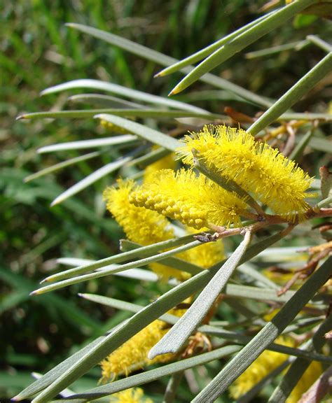 Mulga, True Mulga (Acacia aneura) A shrub or small-tree native to outback areas such a… | Shrubs ...