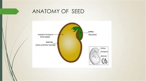 SOLUTION: Anatomy of seed - Studypool