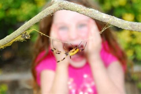 Arachnophobia, the Fear of Spiders - Exploring your mind