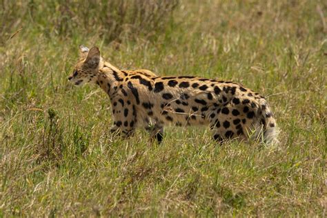 Fun Facts About The Serval Cat - Taman Safari Bali