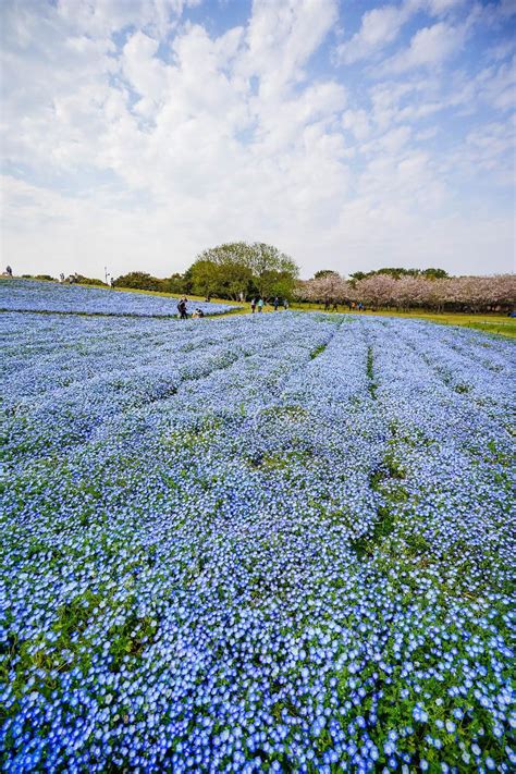 Japan Kagoshima to Hokkaido 30-Day Cherry Blossom Viewing Tour