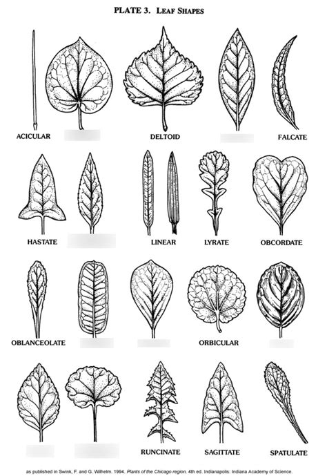 Common leaf shapes & leaf division Diagram | Quizlet