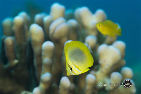 Life in the Great Barrier Reef – National Geographic Blog