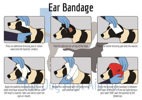 How Do You Bandage A Dog