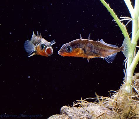 Male Sticklebacks fighting photo WP04198