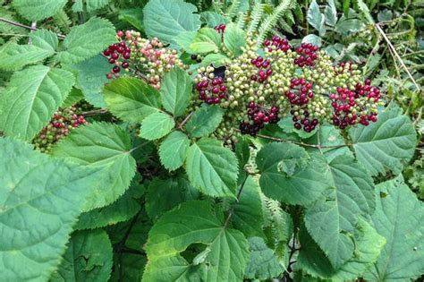 Great Design Plant: Aralia Racemosa Is a Stately Specimen for the Shade ...