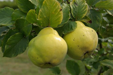 C’est l’automne, la récolte des coings s’annonce… | Botanique Jardins ...