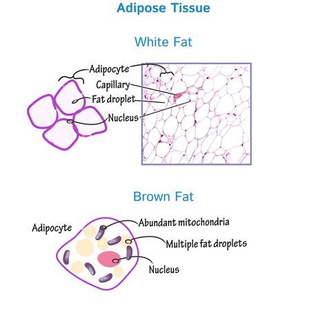 Gross Anatomy Glossary: Adipose Tissue (white and brown fat) | Draw It ...