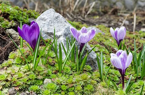 Crocus Flower Meaning and Symbolism – A to Z Flowers