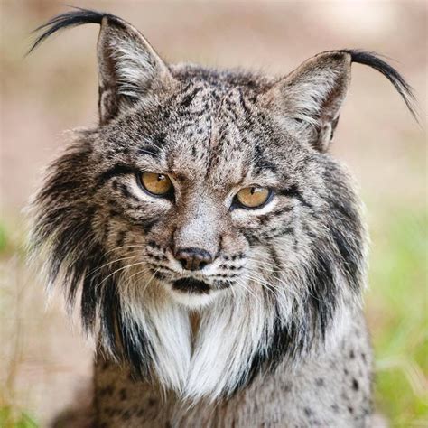 Iberian Lynx _ Héctor Garrido in 2020 | Animals beautiful, Iberian lynx ...