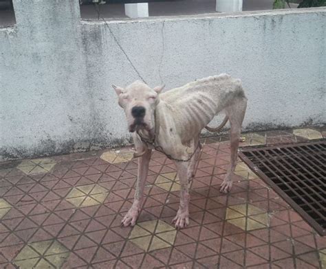 starving animals:These Heartbreaking Pictures Of Starving Animals Show Exactly What's Wrong With ...