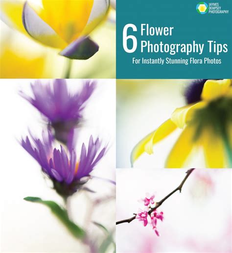 6 Flower Photography Tips for Instantly Stunning Flora Photos