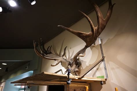 Irish Elk Antlers Move to Safety - Maine State Museum