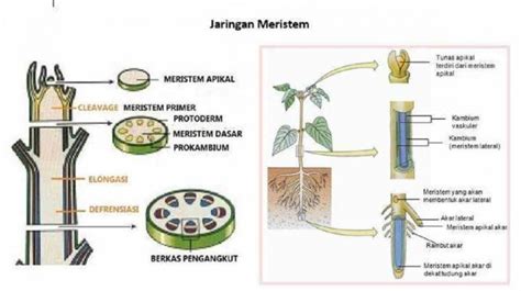 Ciri Khas Jaringan Meristem Pada Tumbuhan Yaitu - Homecare24