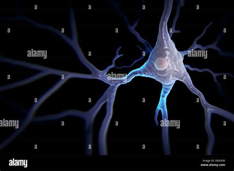 Pyramidal neurons or pyramidal cells are type neuron found in brain ...