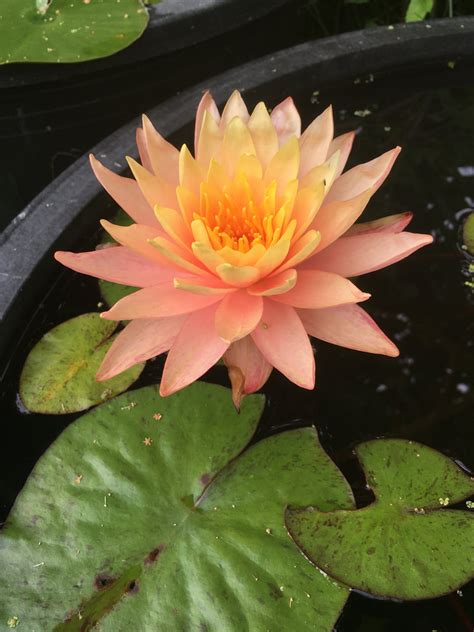 Peach Lilies - Catskill Native Nursery