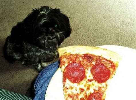 Dogs Eating Pizza - Barnorama