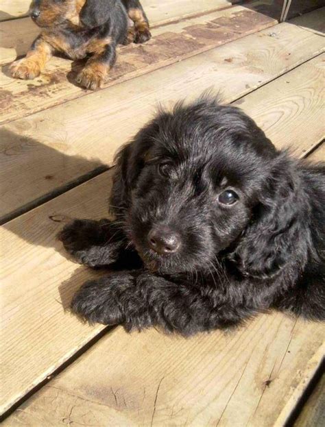 Doxiepoo (Dachshund-Toy Poodle Mix) Facts, Temperament, Puppies, Pictures | Poodle mix dogs ...