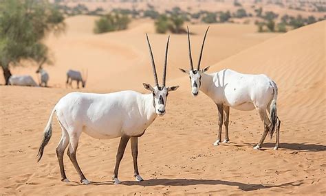 Animals That Live in the Desert - WorldAtlas.com