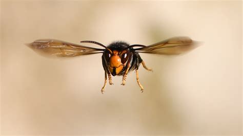 Hornets - Murder Hornets Vs Honeybees A Swarm Of Bees Can Cook Invaders ...