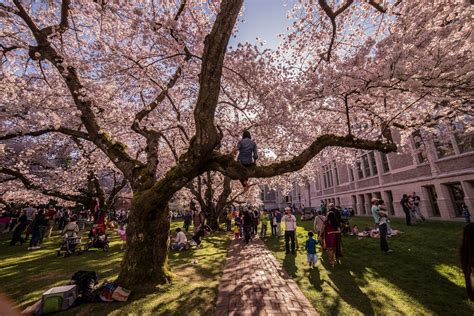 Best Time To Visit Washington Dc For Cherry Blossoms 2024 - Jenna Lorilee