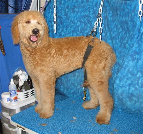 BBird's GroomBlog: GROOMING THE GOLDENDOODLE