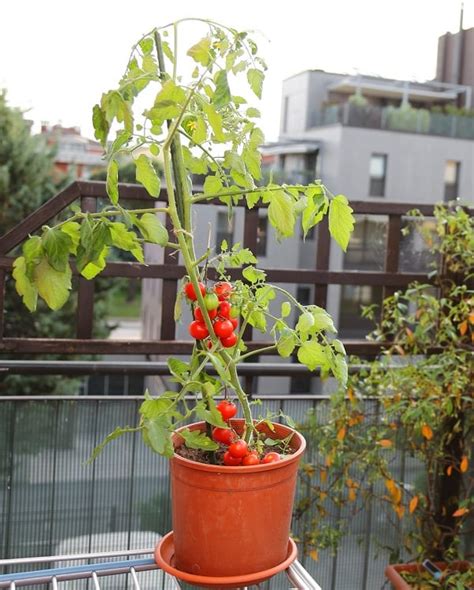 13 Basic Tomato Growing Tips For Containers To Grow Best Tomatoes ...