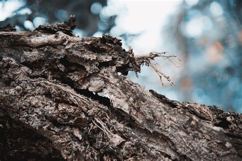 Premium Photo | Dry tree bark closeup