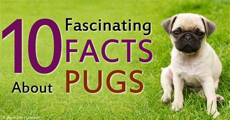 10 Fascinating Facts to Know and Love About Pugs