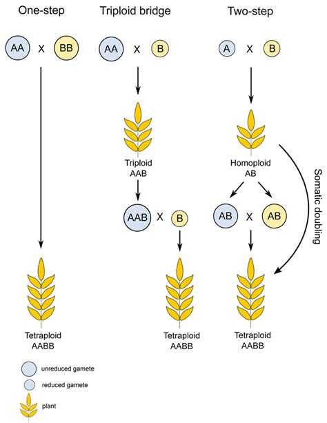 Polyploidy