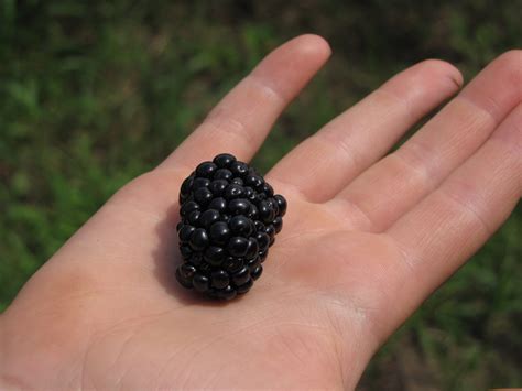 Blackberry Season Closes Today - Fieldstone Orchard