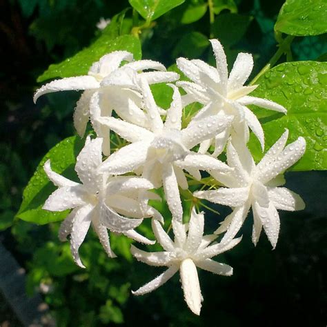 Jasminum sambac 'Belle of India', Arabian Jasmine 'Belle of India' in GardenTags plant encyclopedia