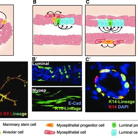 The mammary gland development is multistage and occurs after birth. (A)... | Download Scientific ...