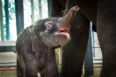 Zoo welcomes new baby elephant who survives immediate brush with death ...