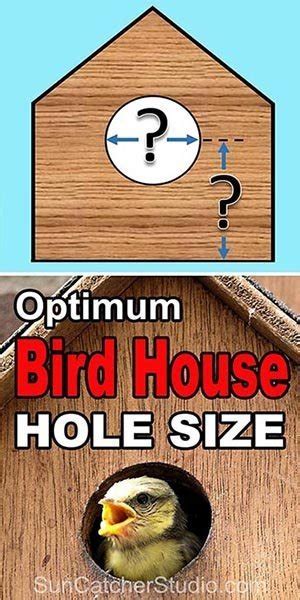 Bird House Hole Size (Best Dimensions) – DIY Projects, Patterns ...