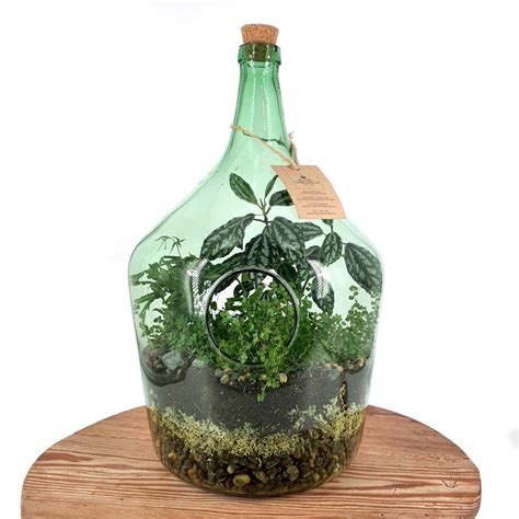 Glass Bottle Terrarium - 15L - The Lost Flower Shed - Plant Shop