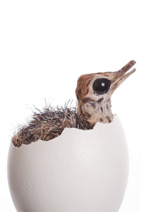 Baby Ostrich in Egg stock image. Image of ling, nature - 10206923