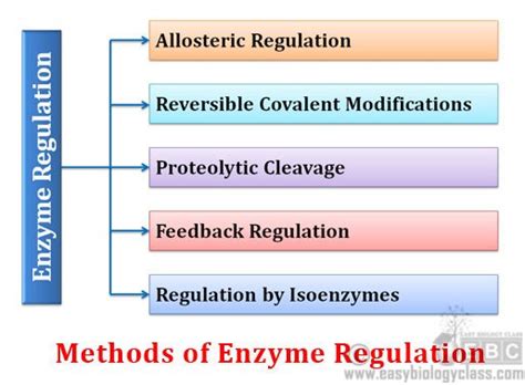 What is Regulatory Enzyme and Enzyme Regulation? | easybiologyclass